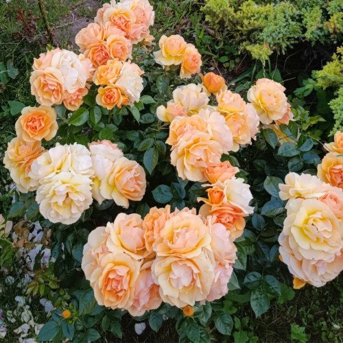 Саджанці Хансештадт Росток флорибунда. Photo 3